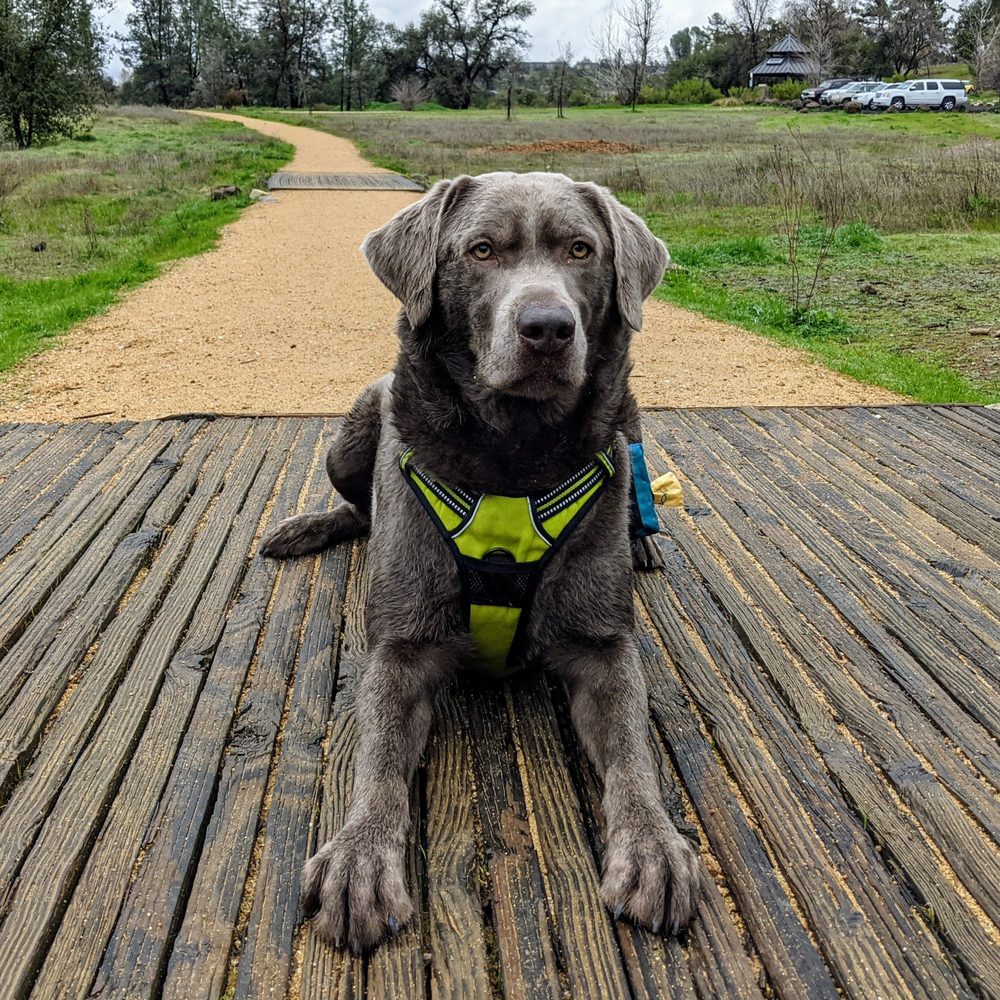 REDDING VETERINARY CLINIC Updated August 2024 25 Photos & 16