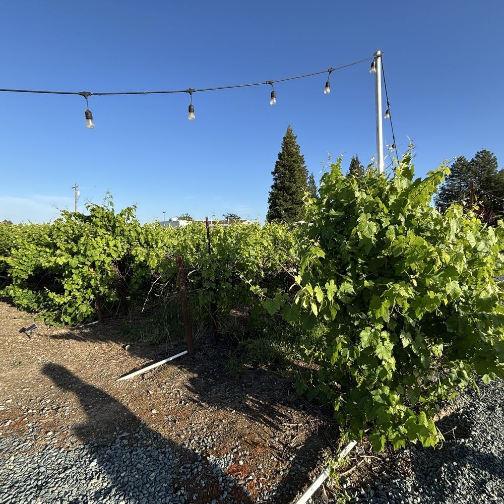 Valensin Vineyard & Winery - Wine Tasting Room Near Me - Galt, California