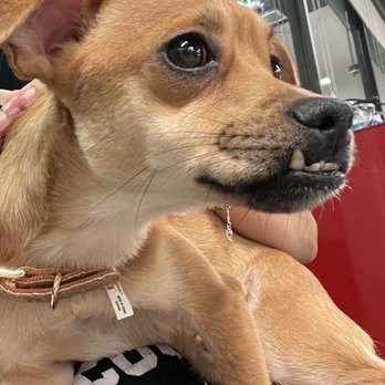 VEG ER for Pets - Emergency Pet Hospital Near Me - Katy, Texas