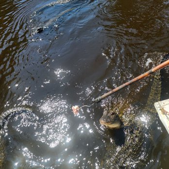 Cajun Pride Swamp Tours - Feeding time - Tours Near Me - La Place, Louisiana