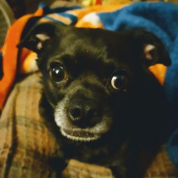 Dothan Animal Hospital - Veterinarians Near Me - Dothan, Alabama Dothan Animal Hospital - Veterinarians Near Me - Dothan, Alabama