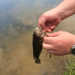 Bass from the pond Bass from the pond