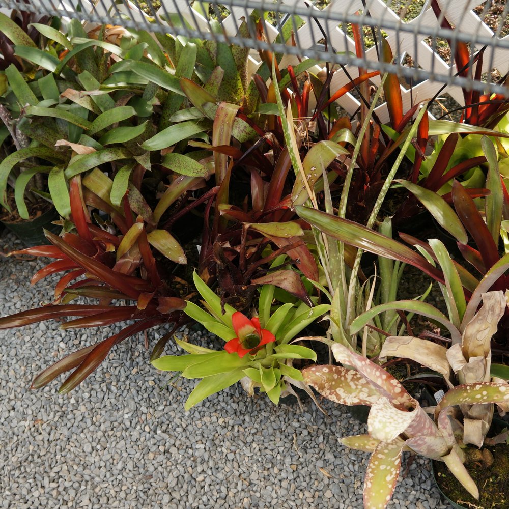 California Carnivores - Nurseries & Gardening Near Me - Sebastopol, California California Carnivores - Nurseries & Gardening Near Me - Sebastopol, California