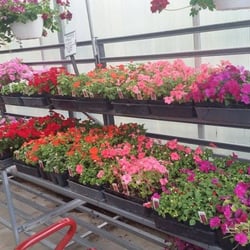 Fresh Flowers