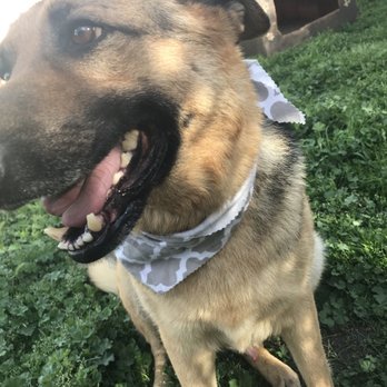 Doggie Spa - Pet Groomers Near Me - Corona, California Doggie Spa - Pet Groomers Near Me - Corona, California
