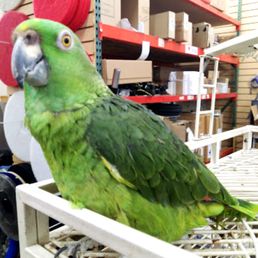 Here is the friendly and very handsome Camilo who is the store pet. Here is the friendly and very handsome Camilo who is the store pet.