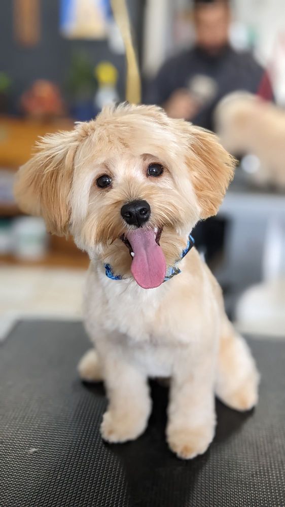 ROXY’S POOCH PARLOUR Updated September 2024 333 Photos & 104