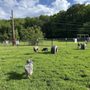 Photo of Westgrove Dog Park
