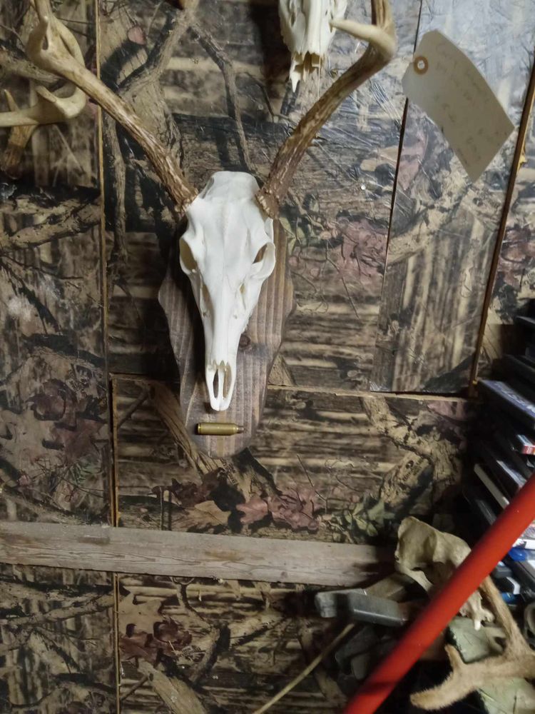First Alarm Skull Mounts - taxidermy in Broadway, NC