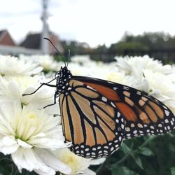 Millwood Garden Center - Monarch Butterfly on Chrysanthemum