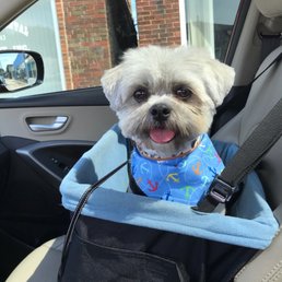 Cutest Pooch.
