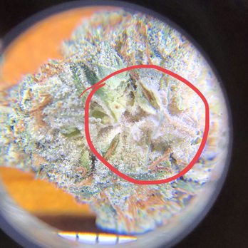 Rowland Gardens - mold - Cannabis Clinics Near Me - Rowland Heights, California