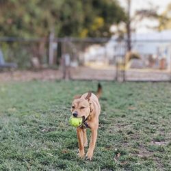 Brisbane Dog Park