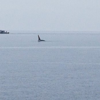 SpringTide Whale Watching & Eco Tours - Whale Watching Tours Near Me - Victoria, British Columbia SpringTide Whale Watching & Eco Tours - Whale Watching Tours Near Me - Victoria, British Columbia