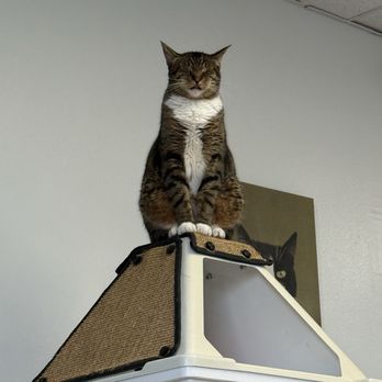 Cat Nap Hangout - Pet Adoption Near Me - Huntington Beach, California