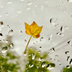 Goodwill Industries of Central Florida - Photo with a leaf
