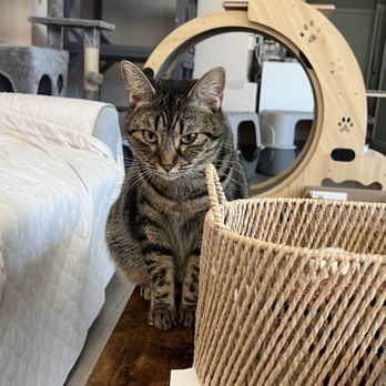 Whiskerwood Haven - Animal Shelters Near Me - San Francisco, California