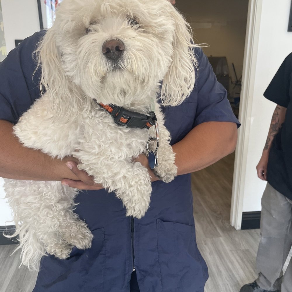 Royalty Pet Spa - BEFORE - Pet Groomers Near Me - Las Vegas, Nevada Royalty Pet Spa - BEFORE - Pet Groomers Near Me - Las Vegas, Nevada