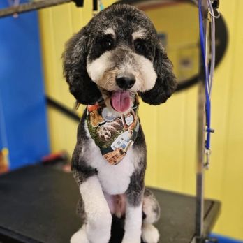 Funhouse Pup Cuts - Pet Groomers Near Me - Ypsilanti, Michigan Funhouse Pup Cuts - Pet Groomers Near Me - Ypsilanti, Michigan