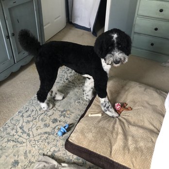 Dog Gone Grooming - Pet Groomers Near Me Dog Gone Grooming - Pet Groomers Near Me