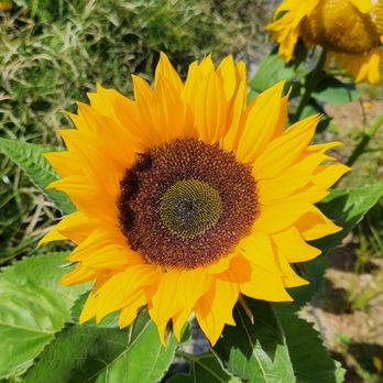 Queen Anne Farm - a sunflower with a bee on it - Farms Near Me - Mitchellville, Maryland