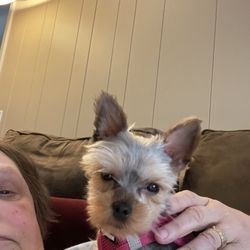 Paws to the Claws Pet Grooming - scalped Yorkie