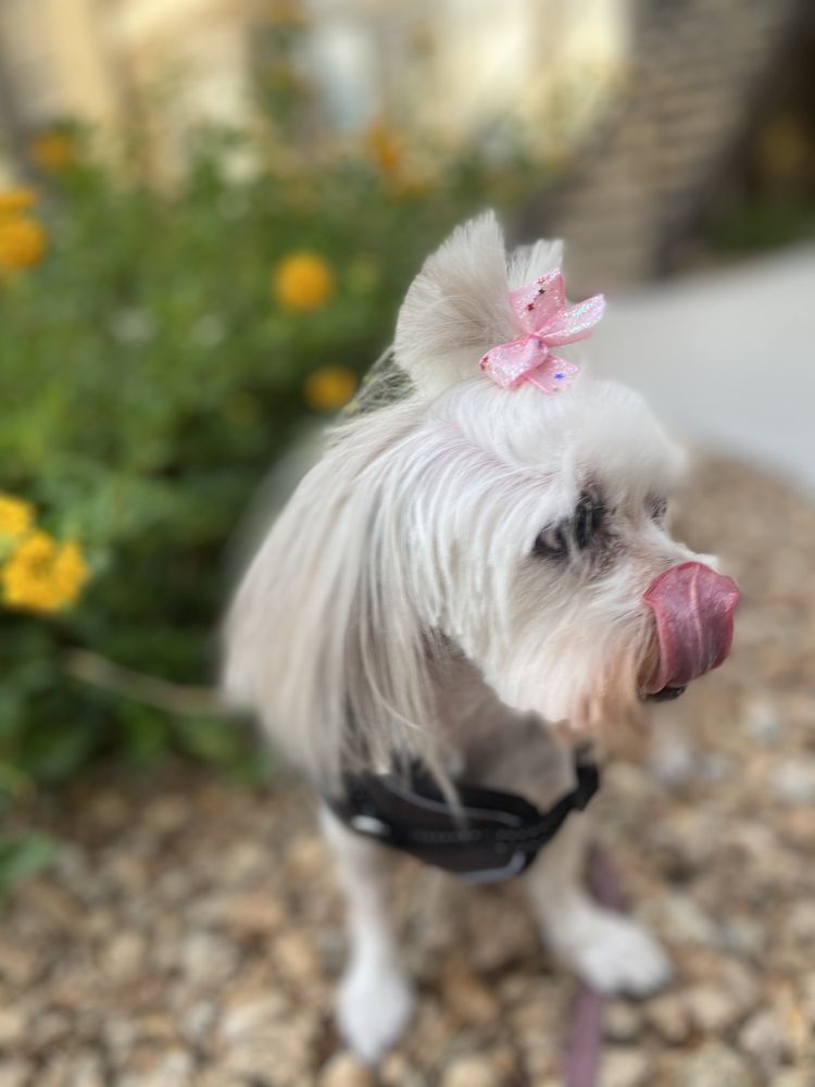 Stephanie Animal Hospital - pet boarding facility in Henderson, NV