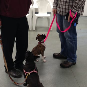 Pooch Pawsitive - Learning to be Calm around other pups in Puppy Kindergarten class! - Pet Training Near Me - East Providence, Rhode Island Pooch Pawsitive - Learning to be Calm around other pups in Puppy Kindergarten class! - Pet Training Near Me - East Providence, Rhode Island