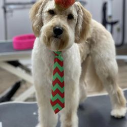 Paw's-n-Claw's Pet Care Palace - Groovy grooms for good boys and girls