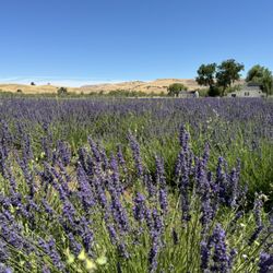 Capay Valley Lavender