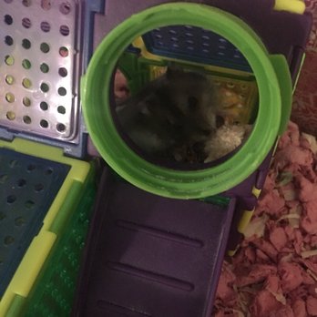 PetSmart - Pet Training Near Me - Cape Coral, Florida PetSmart - Pet Training Near Me - Cape Coral, Florida