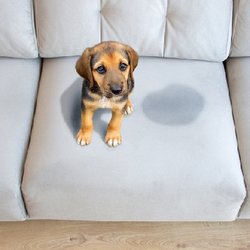 SCHULER'S CARPET CLEANING