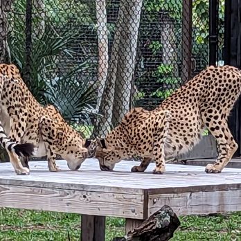 Naples Zoo - Zoos Near Me - Naples, Florida