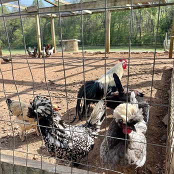 YODER’S COUNTRY MARKET - Updated March 2026 - 180 Photos & 118 Reviews ...