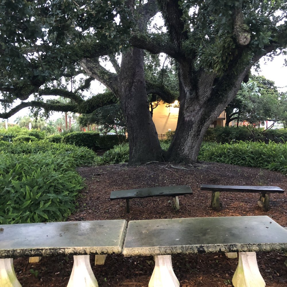 Council Oak Tree - The tree - Landmarks & Historical Buildings Near Me - Fort Lauderdale, Florida