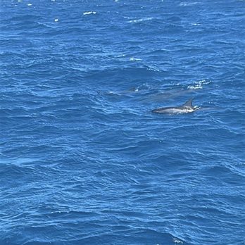 Sea Maui - Dolphins! - Boat Charters Near Me - Lahaina, Hawaii Sea Maui - Dolphins! - Boat Charters Near Me - Lahaina, Hawaii