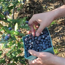 Organic Blueberries for picking
