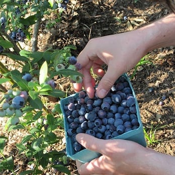 Blueberry Gardens Healing Center - Organic Blueberries for picking - Yoga Near Me - Ashton, Maryland