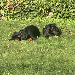 Midwest Veterinary Hospital - Kobe & Cadence