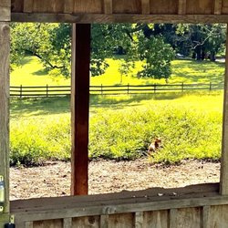 Hidden Valley Farm - Hidden Valley Farm -- barn kitty