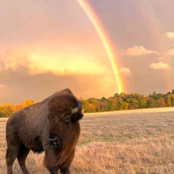 Black Beauty Ranch - Zoos Near Me - Murchison, Texas