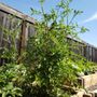 Jass Gardening