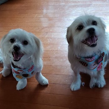 Treats Unleashed - Took the dogs to be groomed! They r looking good!!! - Pet Stores Near Me - St. Louis, Missouri Treats Unleashed - Took the dogs to be groomed! They r looking good!!! - Pet Stores Near Me - St. Louis, Missouri