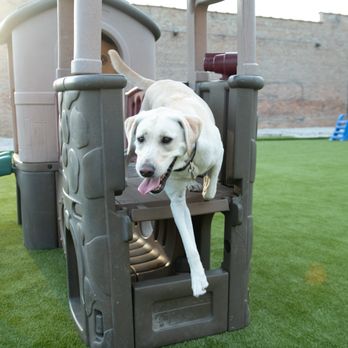 Pupstars - The pups love to utilize the play equipment - Pet Sitting Near Me - Chicago, Illinois Pupstars - The pups love to utilize the play equipment - Pet Sitting Near Me - Chicago, Illinois