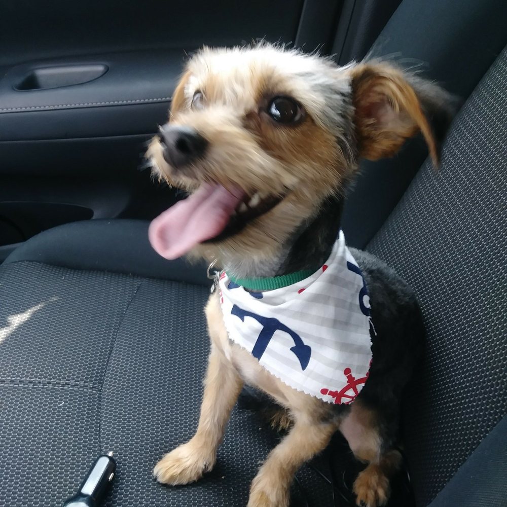 Heavenly Paws - Pet Groomers Near Me - Upland, California Heavenly Paws - Pet Groomers Near Me - Upland, California