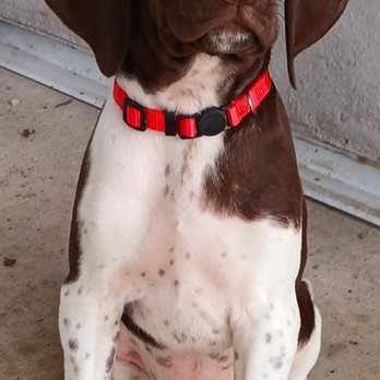 Alert K-9 Training Center - Emma-Heidi - Pet Training Near Me - Brentwood, California Alert K-9 Training Center - Emma-Heidi - Pet Training Near Me - Brentwood, California