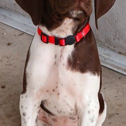 Alert K-9 Training Center - Emma-Heidi