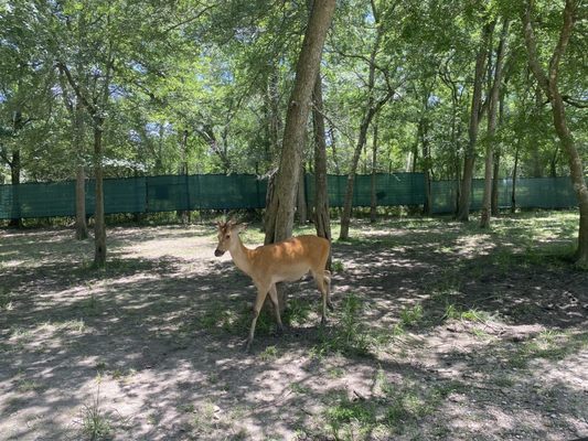 Bayou Wildlife Zoo by null