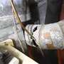 Photo of Nations Home Inspections