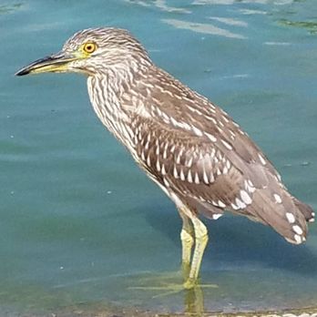 El Dorado Regional Park West - Brown heron - Parks Near Me - Long Beach, California El Dorado Regional Park West - Brown heron - Parks Near Me - Long Beach, California